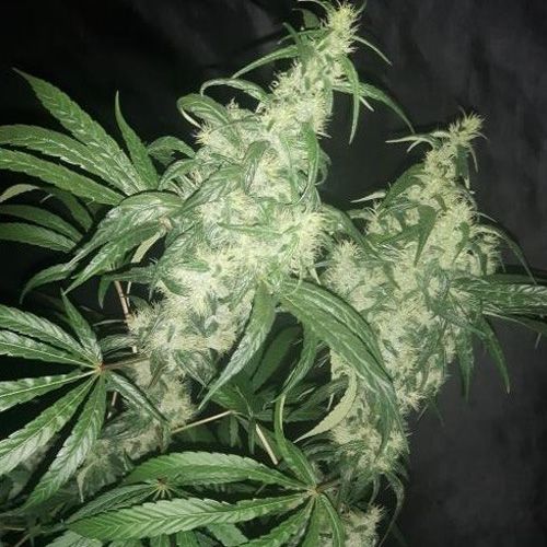 Dope Breeders - ACE SEEDS Purple Pakistani Haze Image