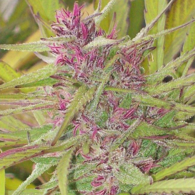 Dope Breeders - ACE SEEDS Purple Satellite Image