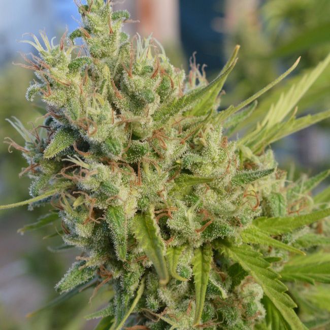 Dope Breeders - ACE SEEDS Super Malawi Haze Image