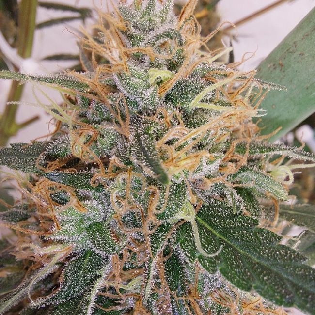 Dope Breeders - ACE SEEDS Super Panama Haze Image