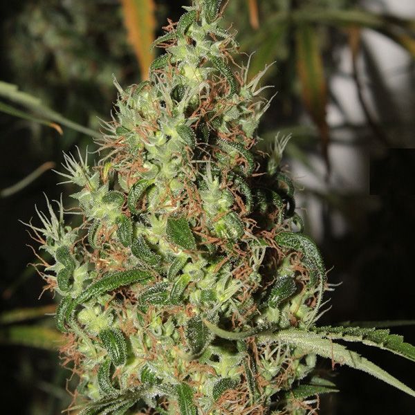 Dope Breeders - ACE SEEDS Thai A5 Haze Image