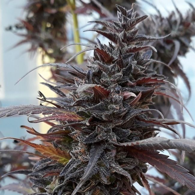 Dope Breeders - ACE SEEDS Thai Chi Image