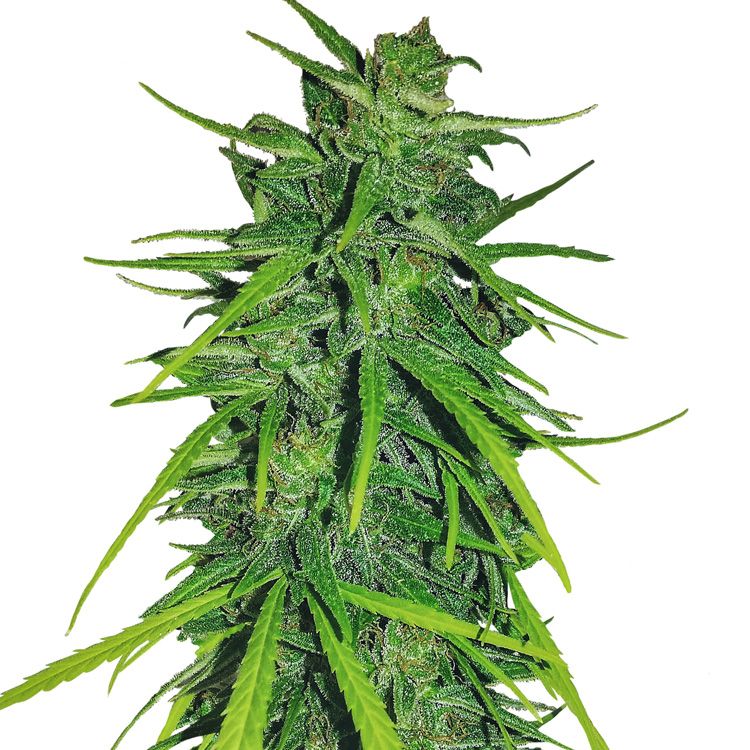 Dope Breeders - ACE SEEDS Thai x Panama Image