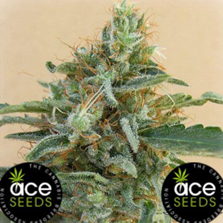 Dope Breeders - ACE SEEDS Tikal Image