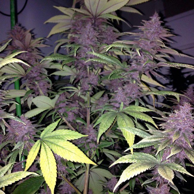 Dope Breeders - ACE SEEDS Violeta Image