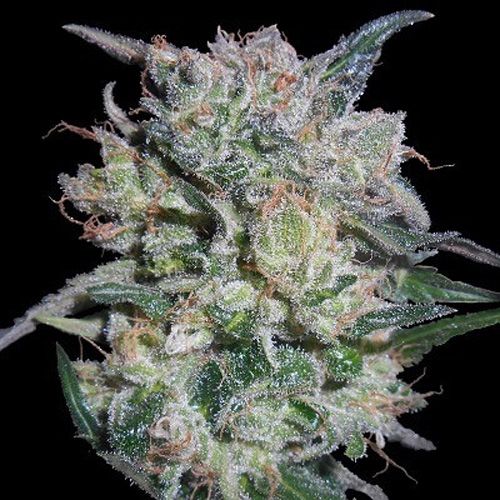 Dope Breeders - ACE SEEDS Zamaldelica x Kali China Image