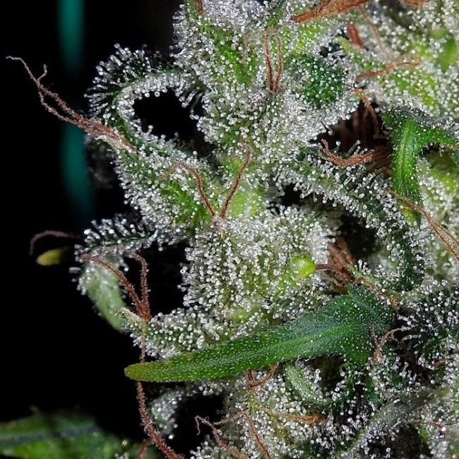 Dope Breeders - ACE SEEDS Zamaldelica Image