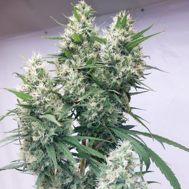 Dope Breeders - ACE SEEDS Zenith Image