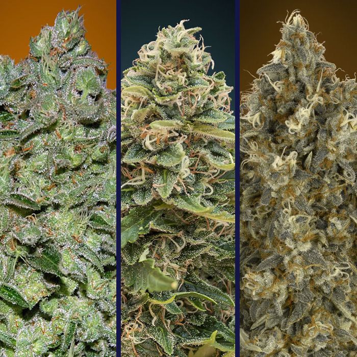 Dope Breeders - ADVANCED SEEDS Advanced Automatic Collection #2 Image