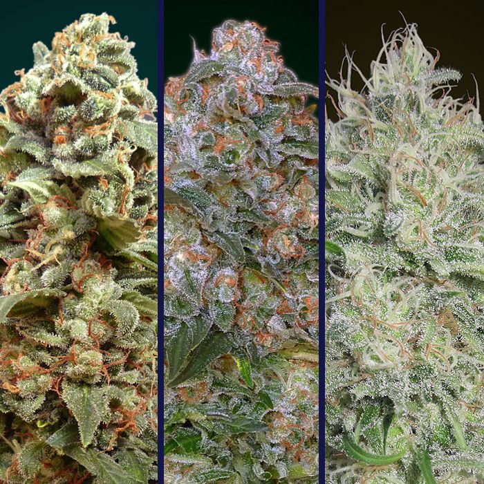 Dope Breeders - ADVANCED SEEDS Advanced Feminised Collection #1 Image