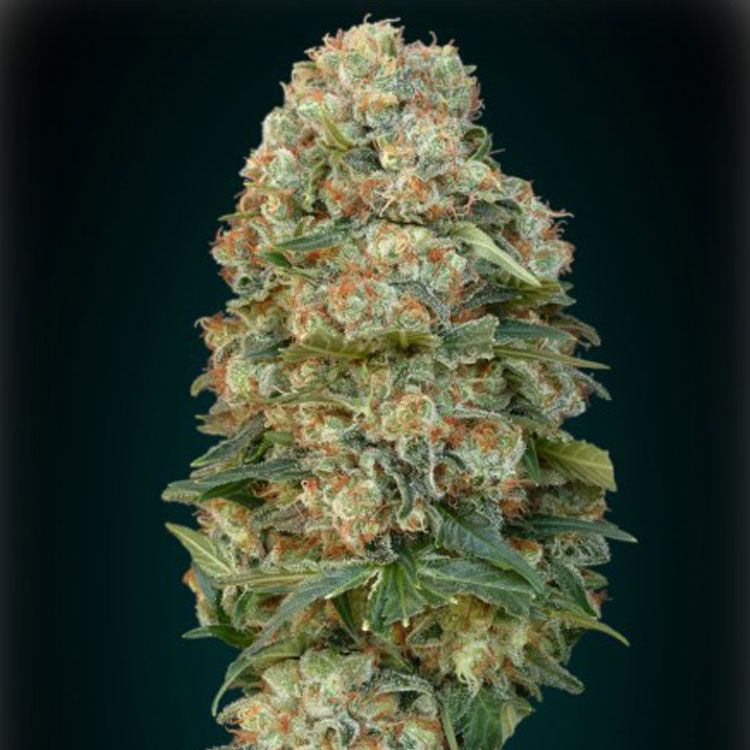 Dope Breeders - ADVANCED SEEDS Afghan Skunk Image