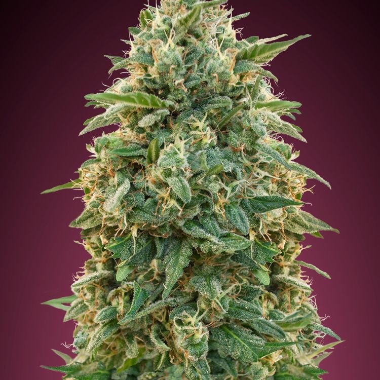 Dope Breeders - ADVANCED SEEDS Amnesia Image