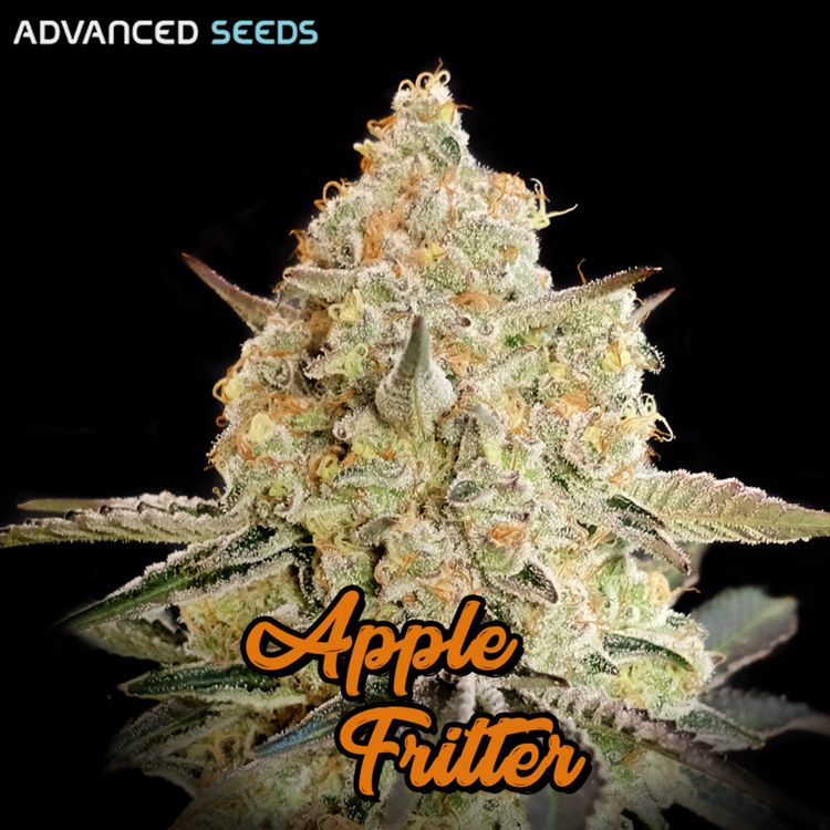 Dope Breeders - ADVANCED SEEDS Apple Fritter Image