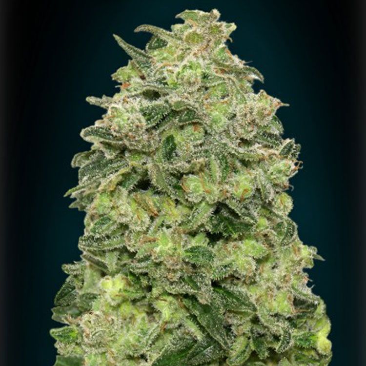 Dope Breeders - ADVANCED SEEDS Auto Afghan Skunk Image