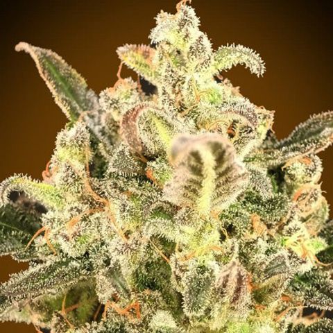 Dope Breeders - ADVANCED SEEDS Auto Biodiesel Mass XXL Image