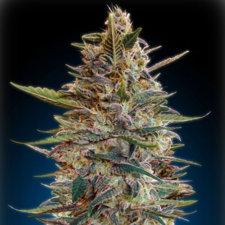 Dope Breeders - ADVANCED SEEDS Auto Blue Diesel Image