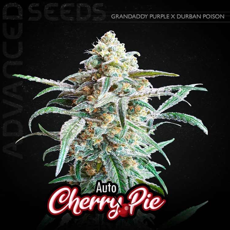 Dope Breeders - ADVANCED SEEDS Auto Cherry Pie Image