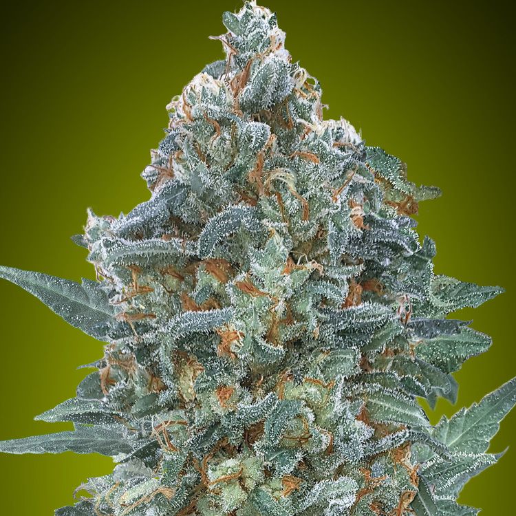 Dope Breeders - ADVANCED SEEDS Auto Critical Lemon CBD Image