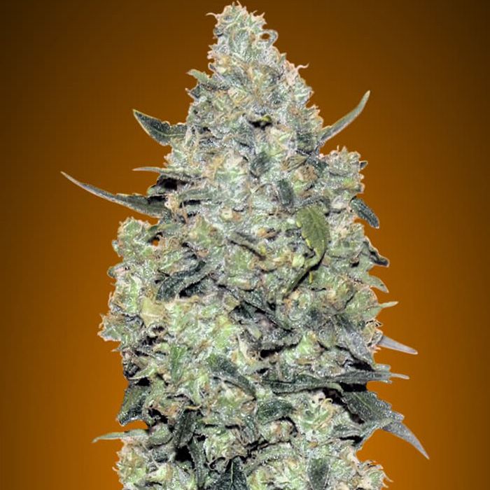 Dope Breeders - ADVANCED SEEDS Auto Critical Mass Image