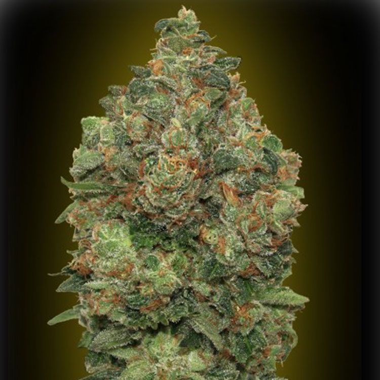 Dope Breeders - ADVANCED SEEDS Auto Critical Soma Image