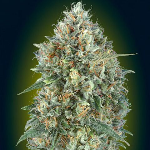 Dope Breeders - ADVANCED SEEDS Auto Gelato #33 Image