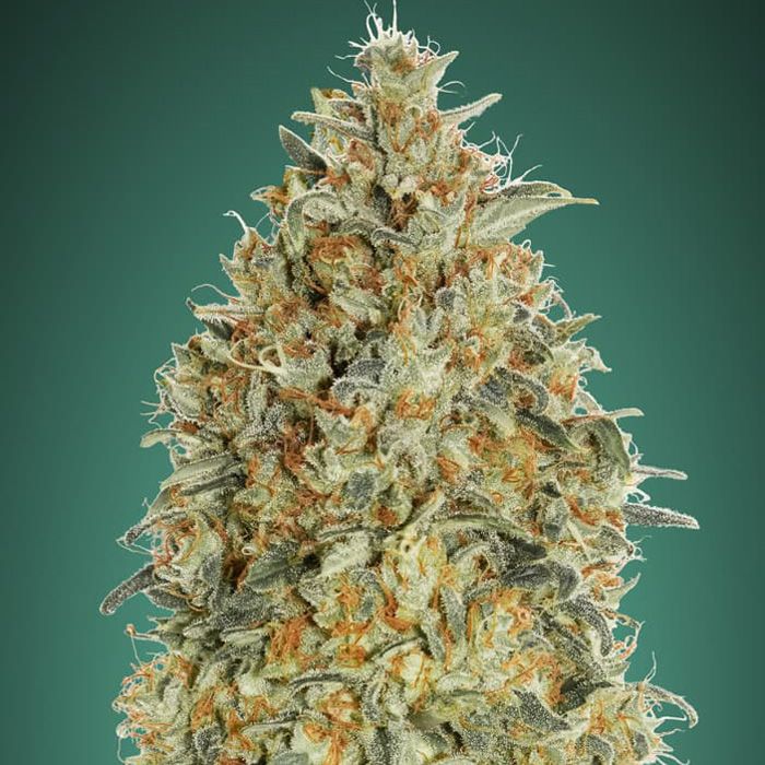 Dope Breeders - ADVANCED SEEDS Auto Gorilla Blue Image