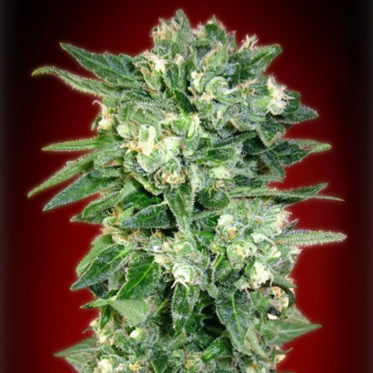 Dope Breeders - ADVANCED SEEDS Auto Kaya 47 Image