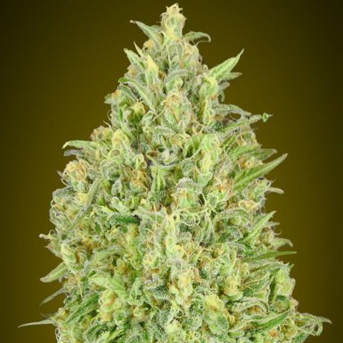 Dope Breeders - ADVANCED SEEDS Auto Pineapple Glue Image