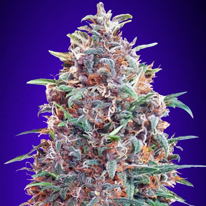 Dope Breeders - ADVANCED SEEDS Auto Purple Diesel Image