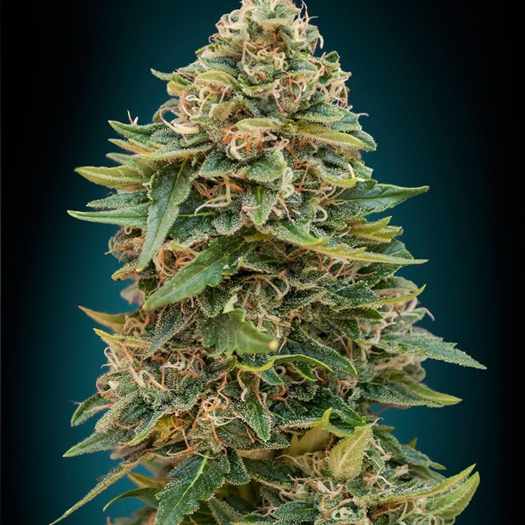 Dope Breeders - ADVANCED SEEDS Auto Skunk 47 Image