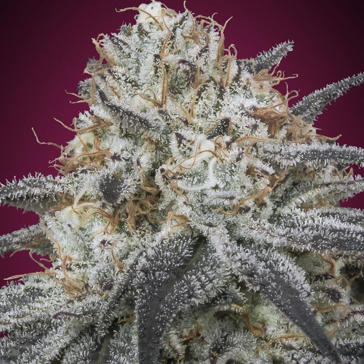 Dope Breeders - ADVANCED SEEDS Auto Slurricane Image