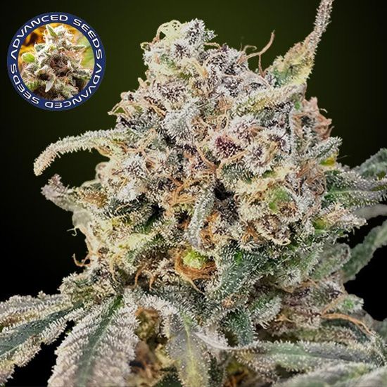 Dope Breeders - ADVANCED SEEDS Auto Somango Glue Image