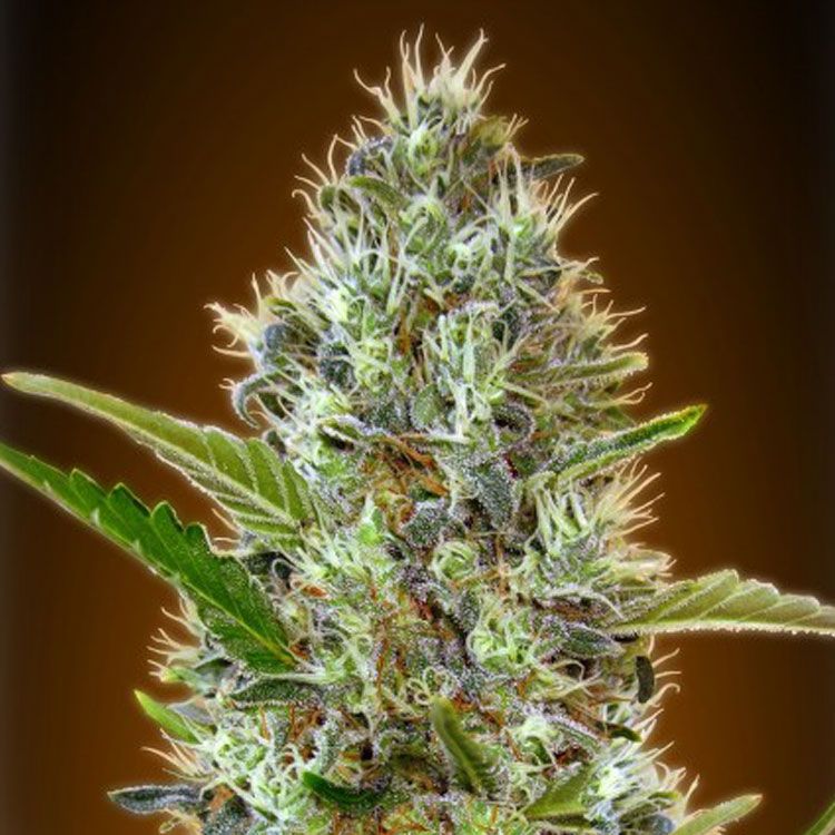 Dope Breeders - ADVANCED SEEDS Auto Somango Image