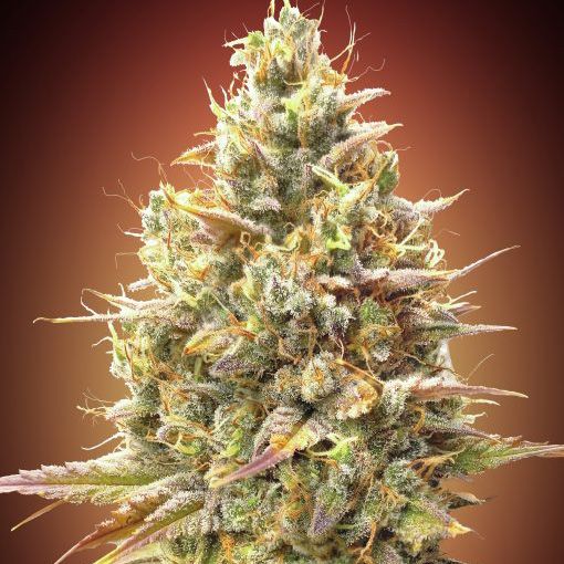 Dope Breeders - ADVANCED SEEDS Auto Strawberry Banana Image