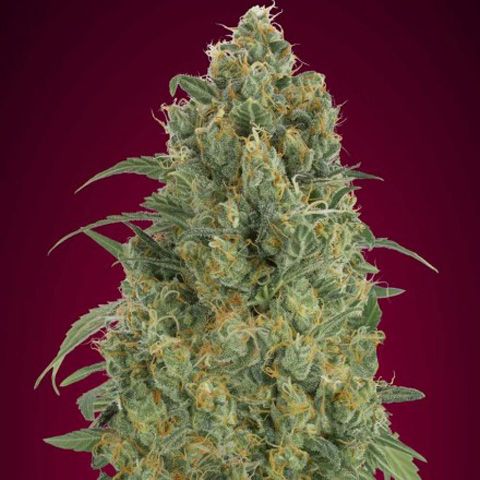 Dope Breeders - ADVANCED SEEDS Auto Strawberry Gum Image