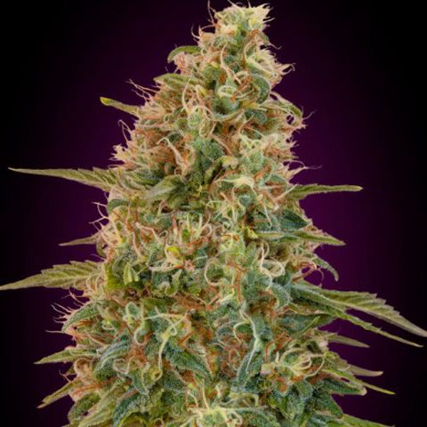 Dope Breeders - ADVANCED SEEDS Auto Zkittlez Image