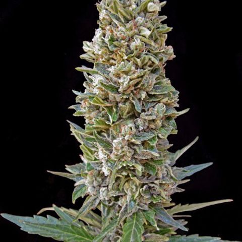 Dope Breeders - ADVANCED SEEDS Automatik Mix Image