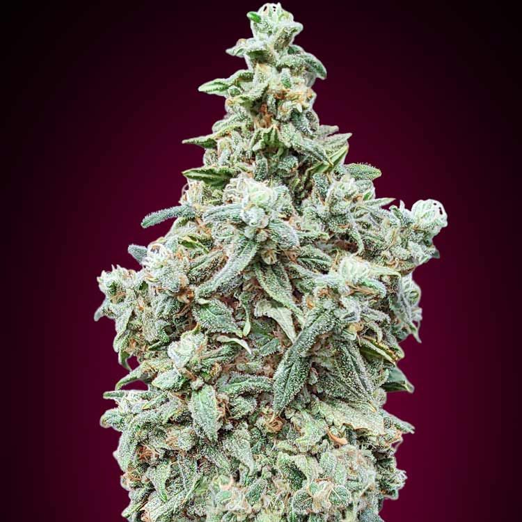 Dope Breeders - ADVANCED SEEDS Cherry Pie Image