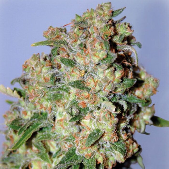 Dope Breeders - ADVANCED SEEDS Critical Image