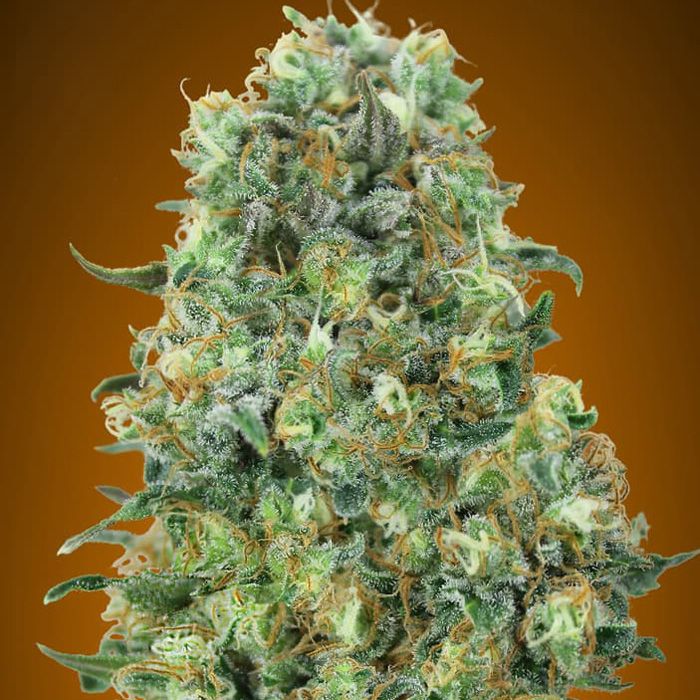 Dope Breeders - ADVANCED SEEDS Critical Mass Image