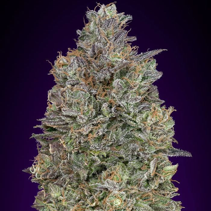 Dope Breeders - ADVANCED SEEDS Critical Purple Kush Image