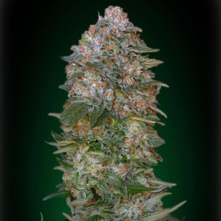 Dope Breeders - ADVANCED SEEDS Critical Soma Image