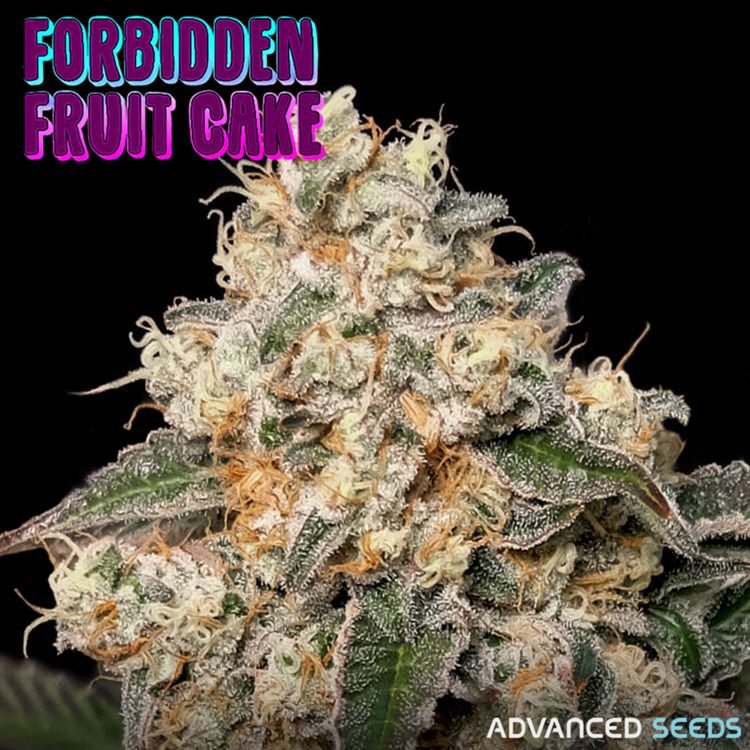 Dope Breeders - ADVANCED SEEDS Forbidden Fruit Cake Image