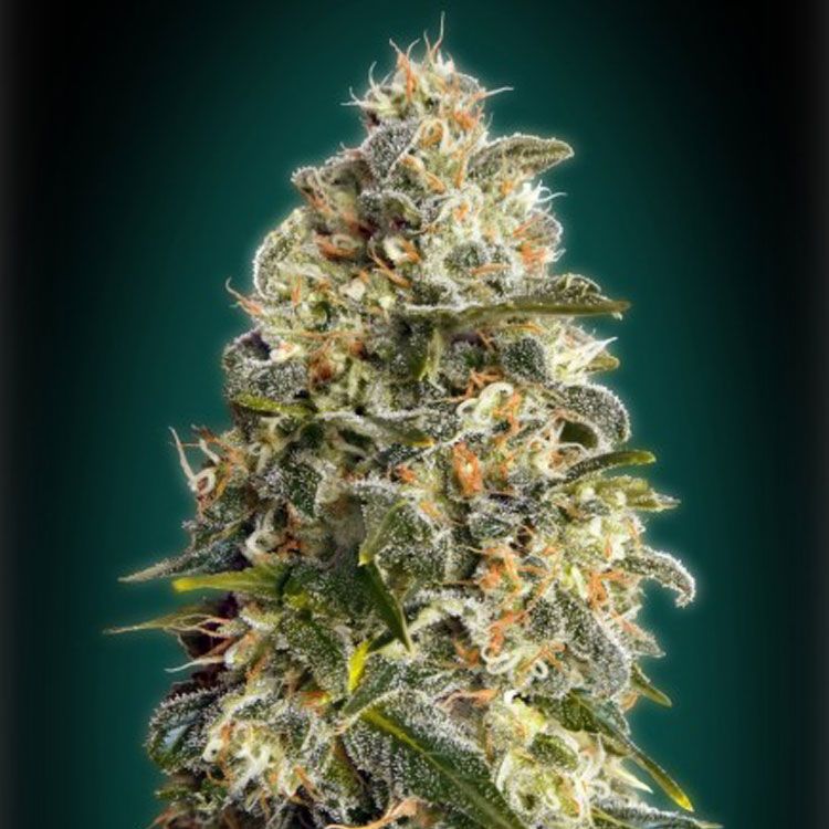 Dope Breeders - ADVANCED SEEDS Heavy Bud Image