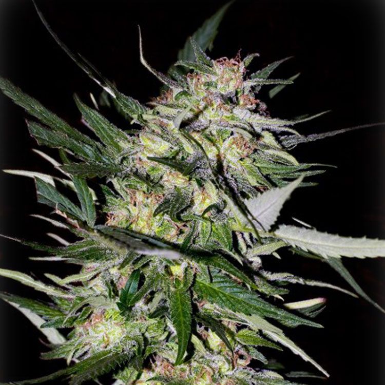 Dope Breeders - ADVANCED SEEDS Jack Plant Image