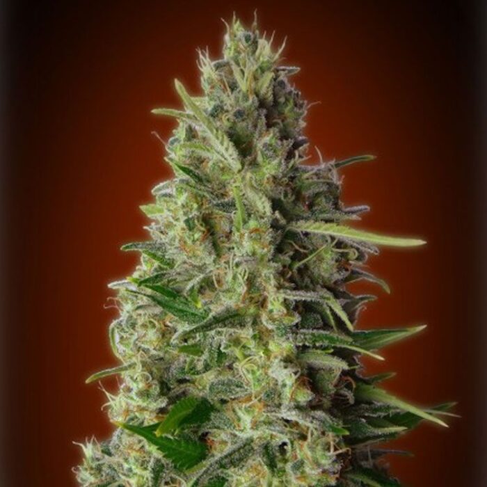 Dope Breeders - ADVANCED SEEDS Kali 47 Image