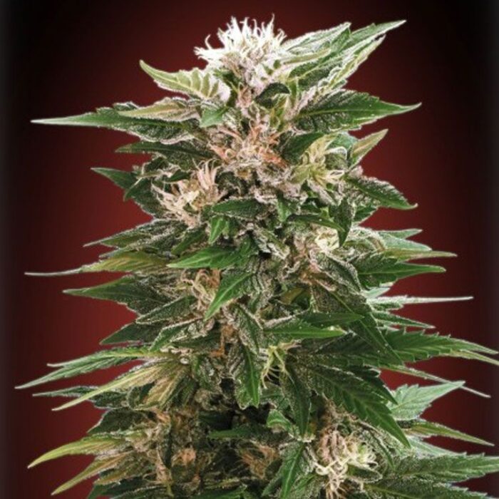 Dope Breeders - ADVANCED SEEDS Kaya 47 Image