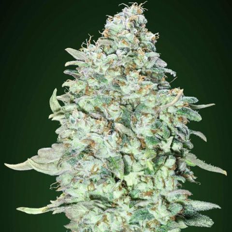 Dope Breeders - ADVANCED SEEDS OG Kush SFV Image