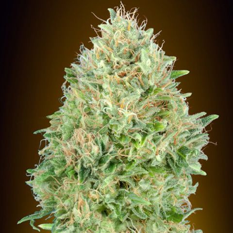 Dope Breeders - ADVANCED SEEDS Pineapple Glue Image