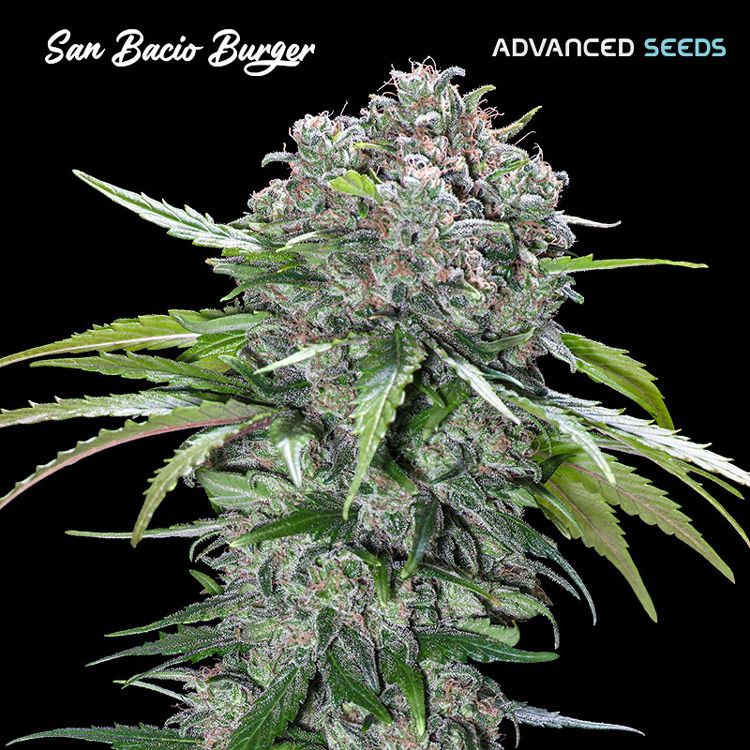 Dope Breeders - ADVANCED SEEDS San Bacio Burger Image